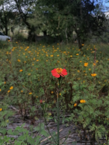 Adenophyllum glandulosum (Adenophyllum glandulosum)