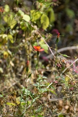 Adenophyllum glandulosum (Adenophyllum glandulosum)