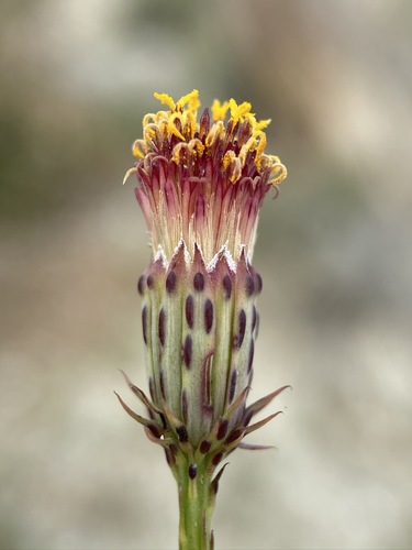 San Felipe dogweed (Adenophyllum porophylloides)