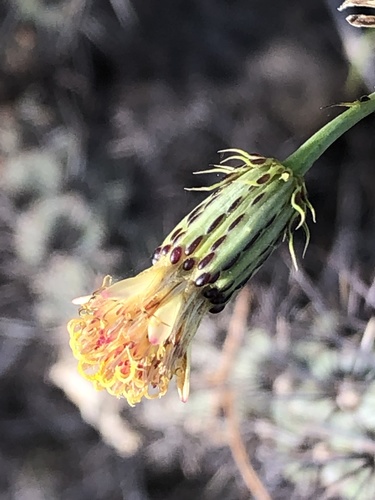 San Felipe dogweed (Adenophyllum porophylloides)