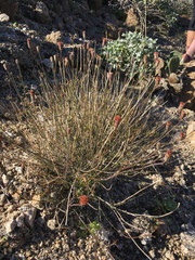 San Felipe dogweed (Adenophyllum porophylloides)