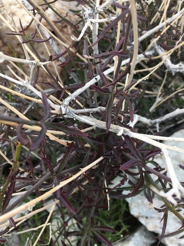 San Felipe dogweed (Adenophyllum porophylloides)