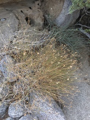 San Felipe dogweed (Adenophyllum porophylloides)