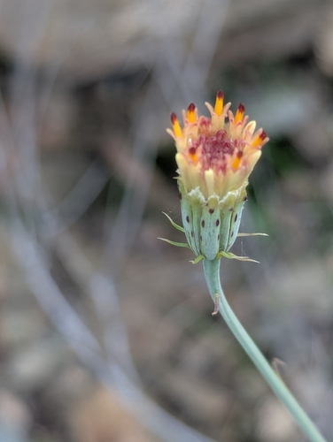 San Felipe dogweed (Adenophyllum porophylloides)