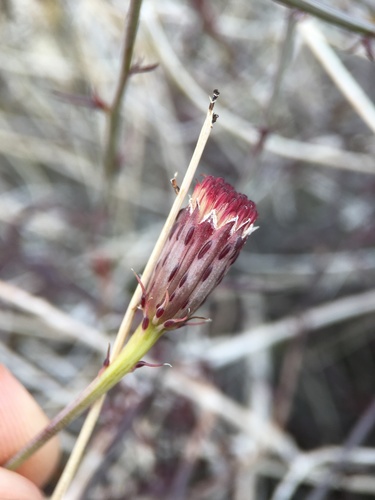 San Felipe dogweed (Adenophyllum porophylloides)