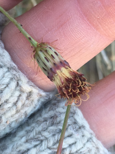 San Felipe dogweed (Adenophyllum porophylloides)