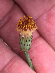 San Felipe dogweed (Adenophyllum porophylloides)