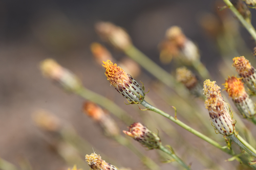 San Felipe dogweed (Adenophyllum porophylloides)