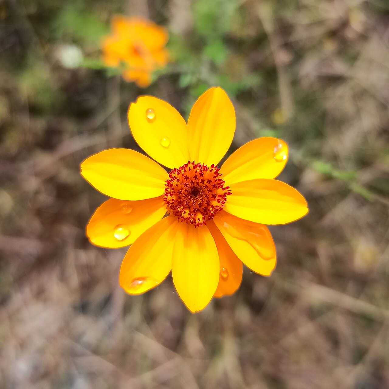 Poreleaf dogweed: Adenophyllum porophyllum (Familia: Asteraceae). Alcanfor.