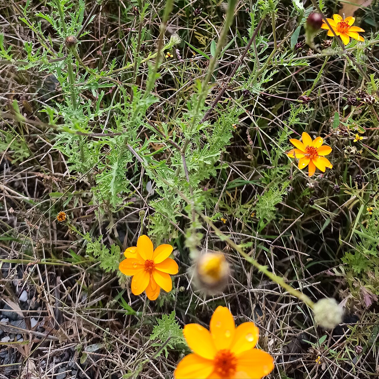 Poreleaf dogweed: Adenophyllum porophyllum var. radiatum (Familia: Asteraceae). Alcanfor.