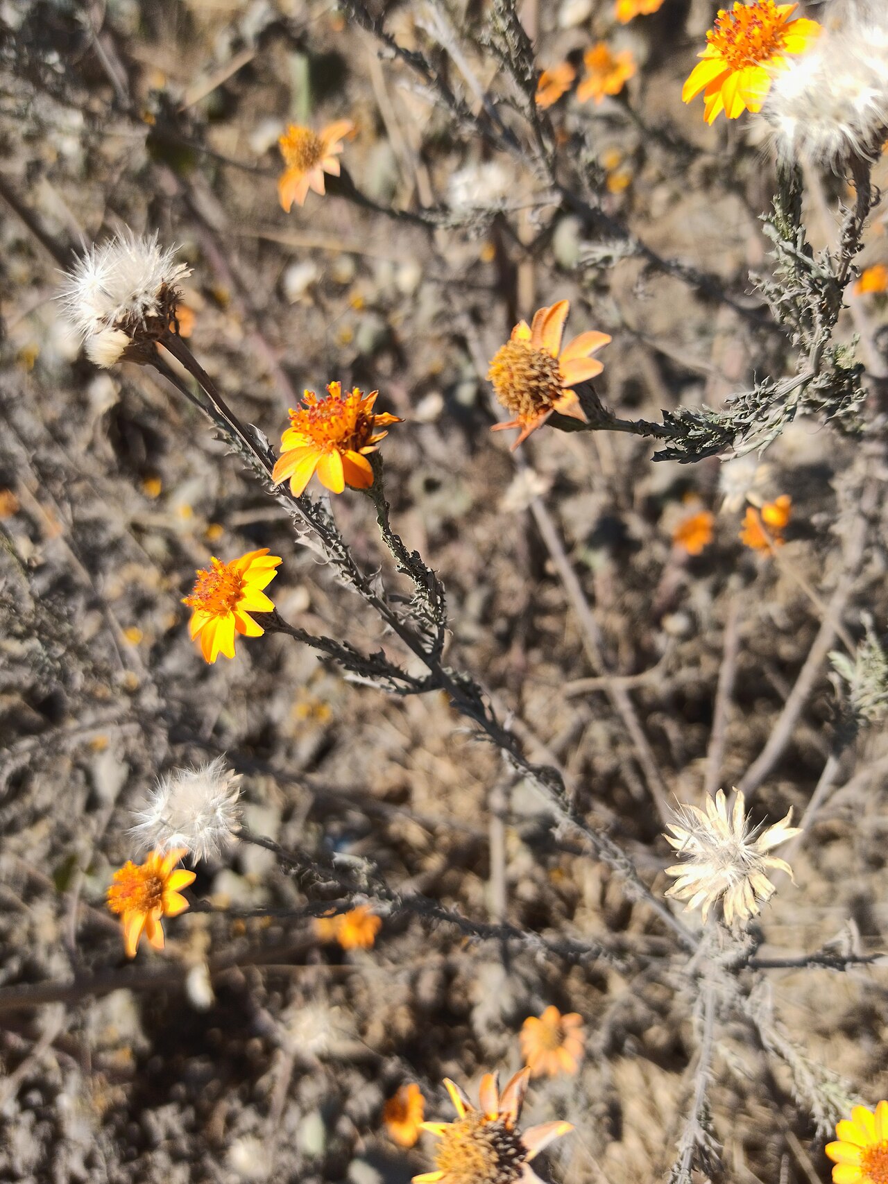 Poreleaf dogweed: Adenophyllum porophyllum var. radiatum (Familia: Asteraceae). Nombre común: alcanfor.