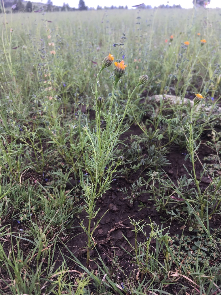 Wright's dogweed (Adenophyllum wrightii)