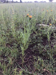Wright's dogweed (Adenophyllum wrightii)