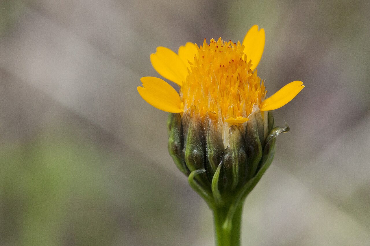 Wright's dogweed: Adenophyllum wrightii , northwest of the Black Range, southeast side of Cooney Prairie, northwest of Black Mountain, 33.4070 -108.2560, Catron County, New Mexic
