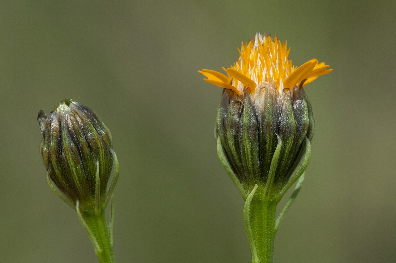 Wright's dogweed: Adenophyllum wrightii , northwest of the Black Range, southeast side of Cooney Prairie, northwest of Black Mountain, 33.4070 -108.2560, Catron County, New Mexic