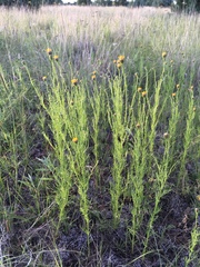 Wright's dogweed (Adenophyllum wrightii)