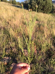 Wright's dogweed (Adenophyllum wrightii)