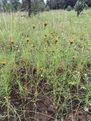 Wright's dogweed (Adenophyllum wrightii)