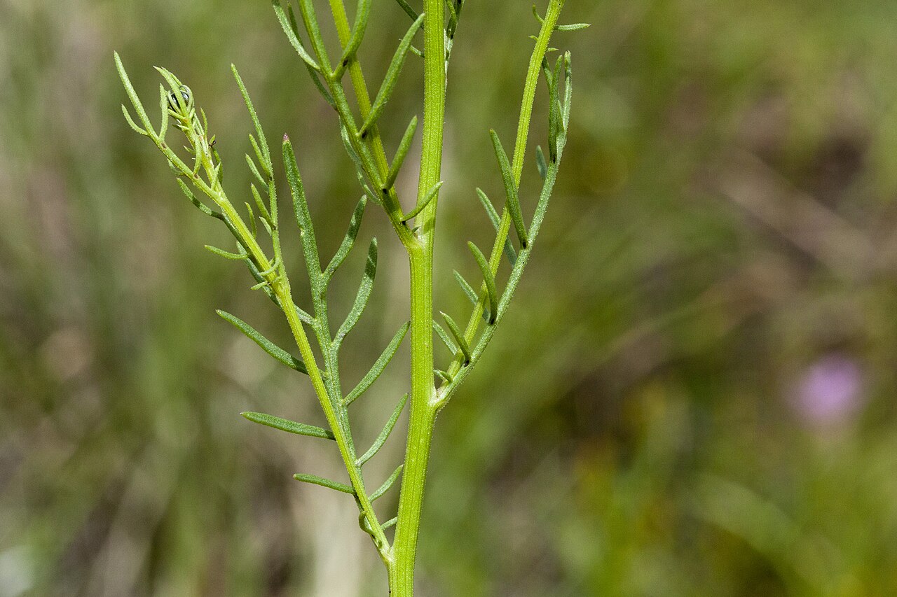 Wright's dogweed: Adenophyllum wrightii , northwest of the Black Range, southeast side of Cooney Prairie, northwest of Black Mountain, 33.4070 -108.2560, Catron County, New Mexic