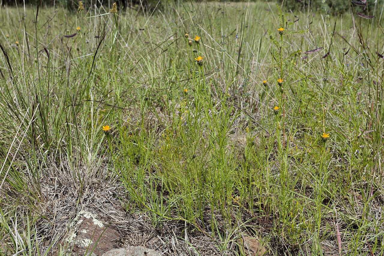 Wright's dogweed: Adenophyllum wrightii , northwest of the Black Range, southeast side of Cooney Prairie, northwest of Black Mountain, 33.4070 -108.2560, Catron County, New Mexic