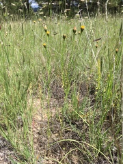 Wright's dogweed (Adenophyllum wrightii)