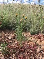 Wright's dogweed (Adenophyllum wrightii)