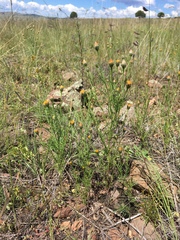 Wright's dogweed (Adenophyllum wrightii)