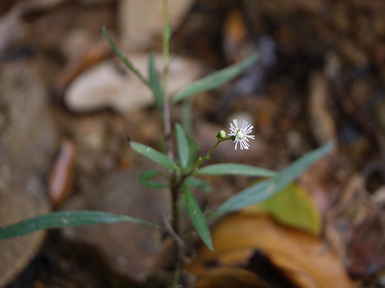 Common medicineplant: Adenostemma lavenia