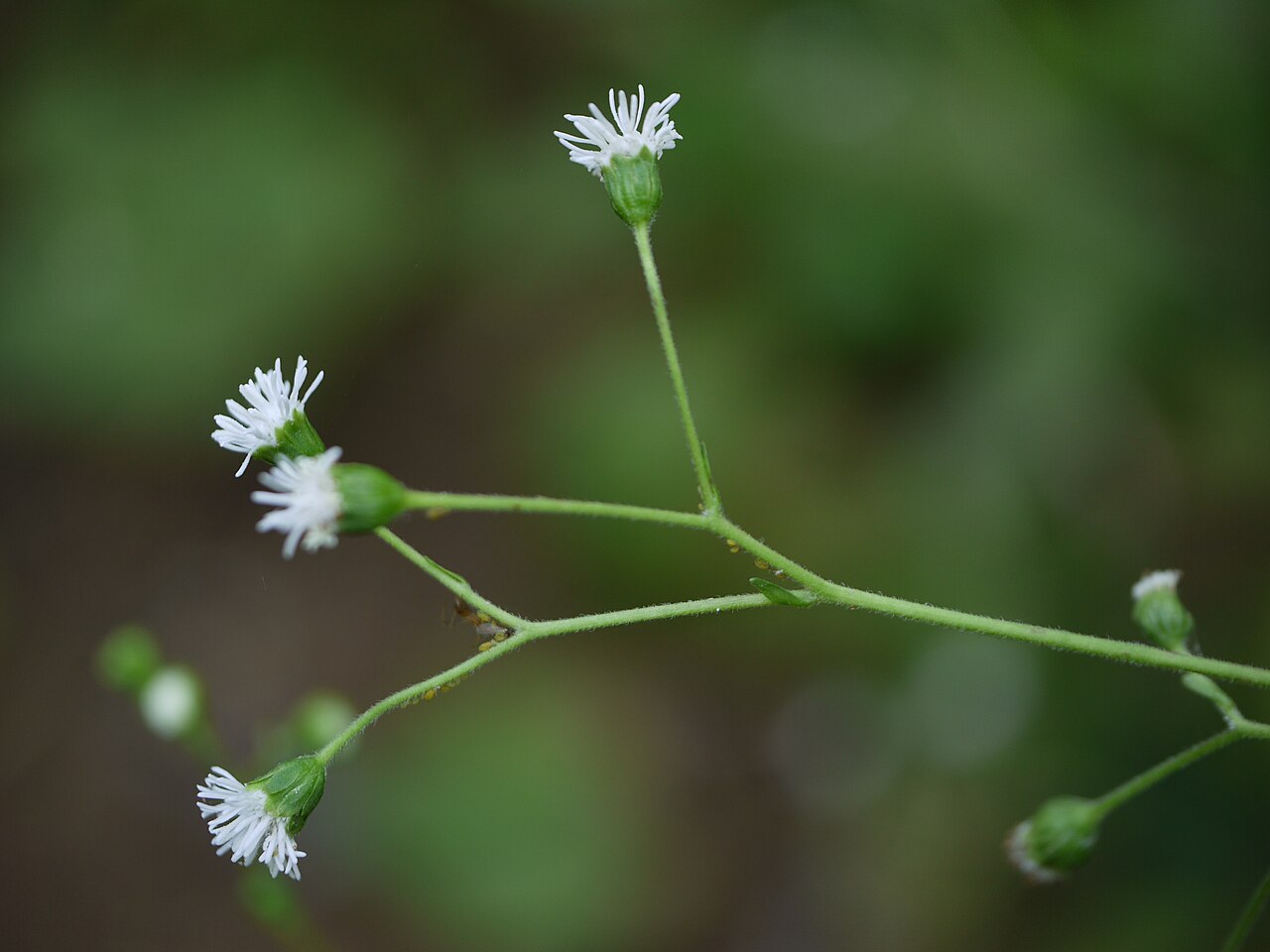Common medicineplant: Adenostemma lavenia (L.) Kuntze