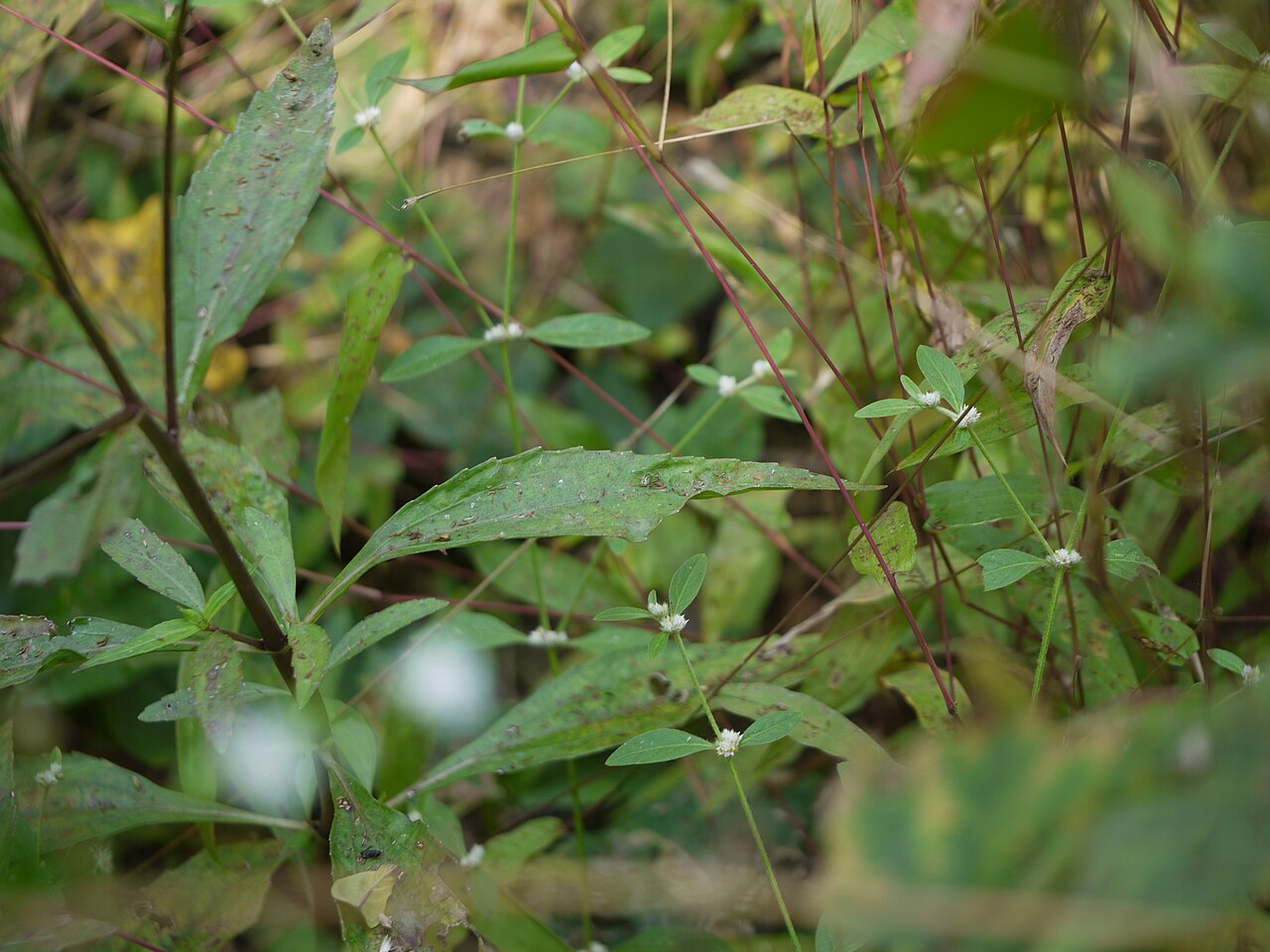 Common medicineplant: Adenostemma lavenia (L.) Kuntze