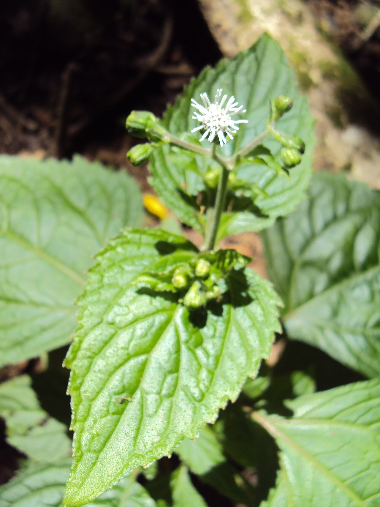 Common medicineplant: Adenostemma lavenia