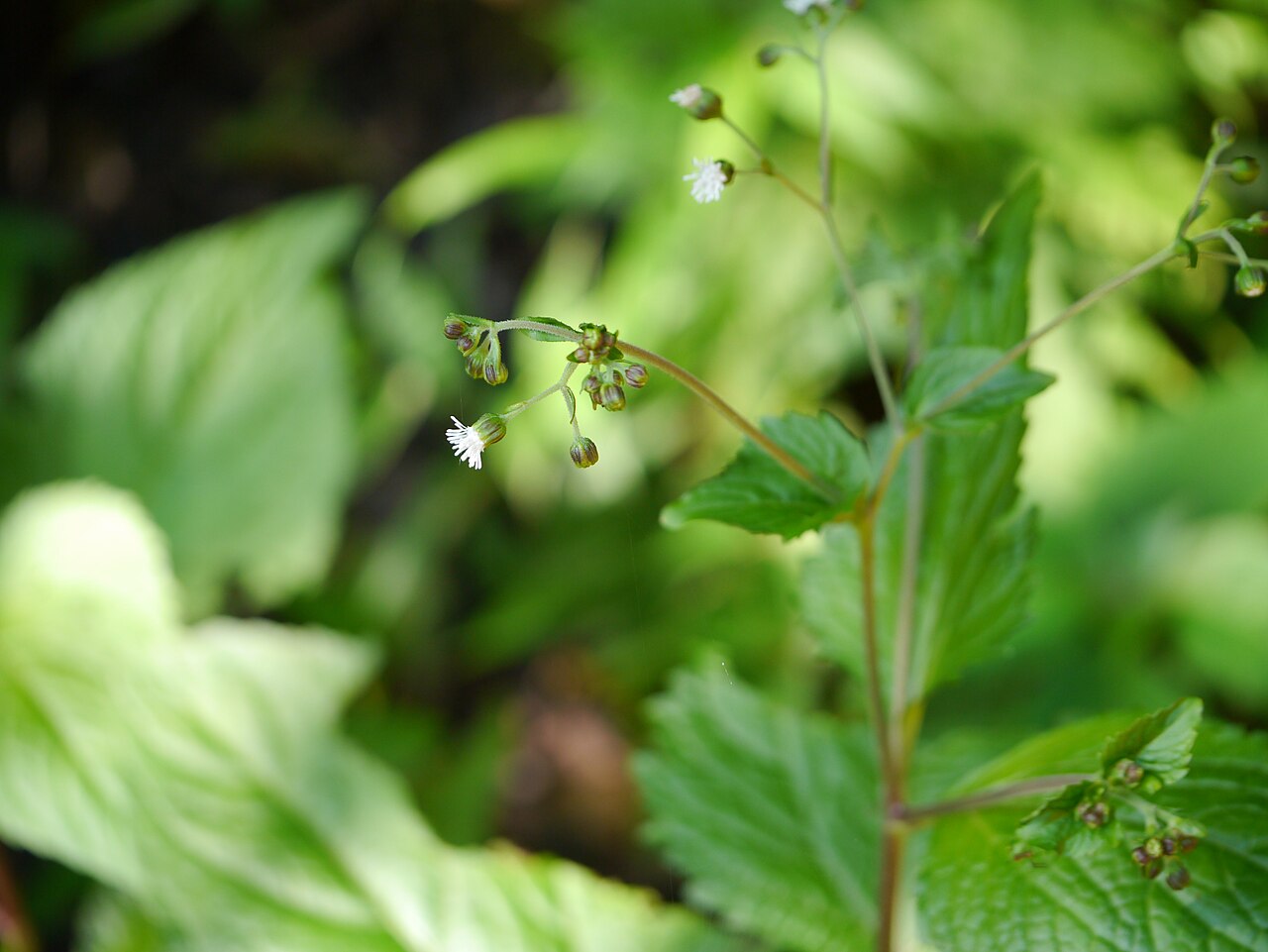 Common medicineplant: Adenostemma lavenia (L.) Kuntze