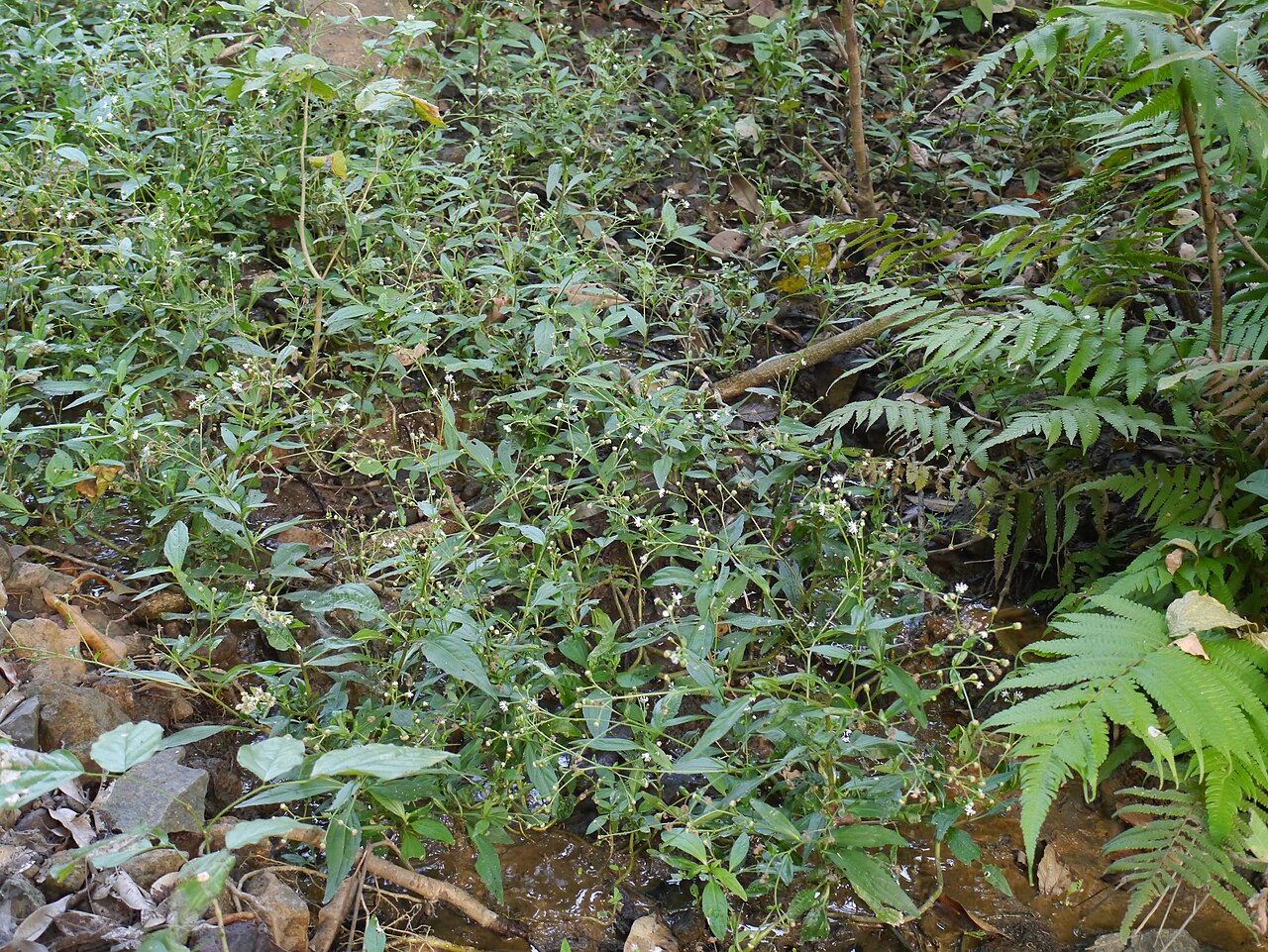 Common medicineplant: Adenostemma lavenia (L.) Kuntze