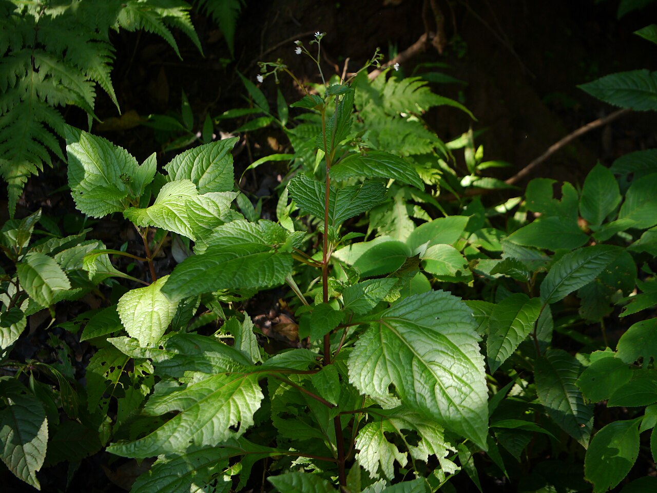 Common medicineplant: Adenostemma lavenia (L.) Kuntze