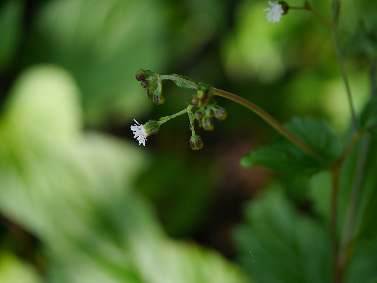 Common medicineplant: Adenostemma lavenia (L.) Kuntze