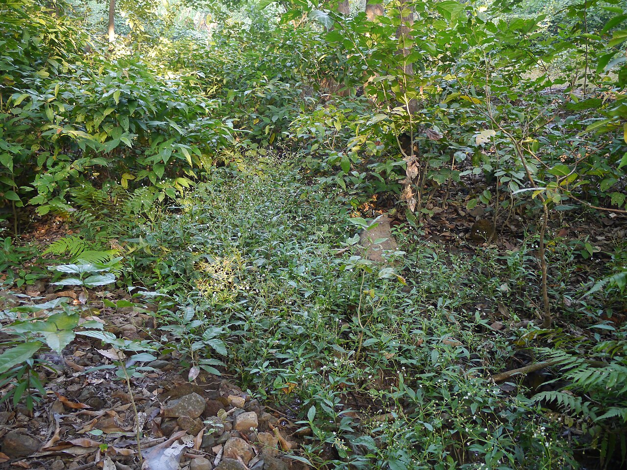 Common medicineplant: Adenostemma lavenia (L.) Kuntze