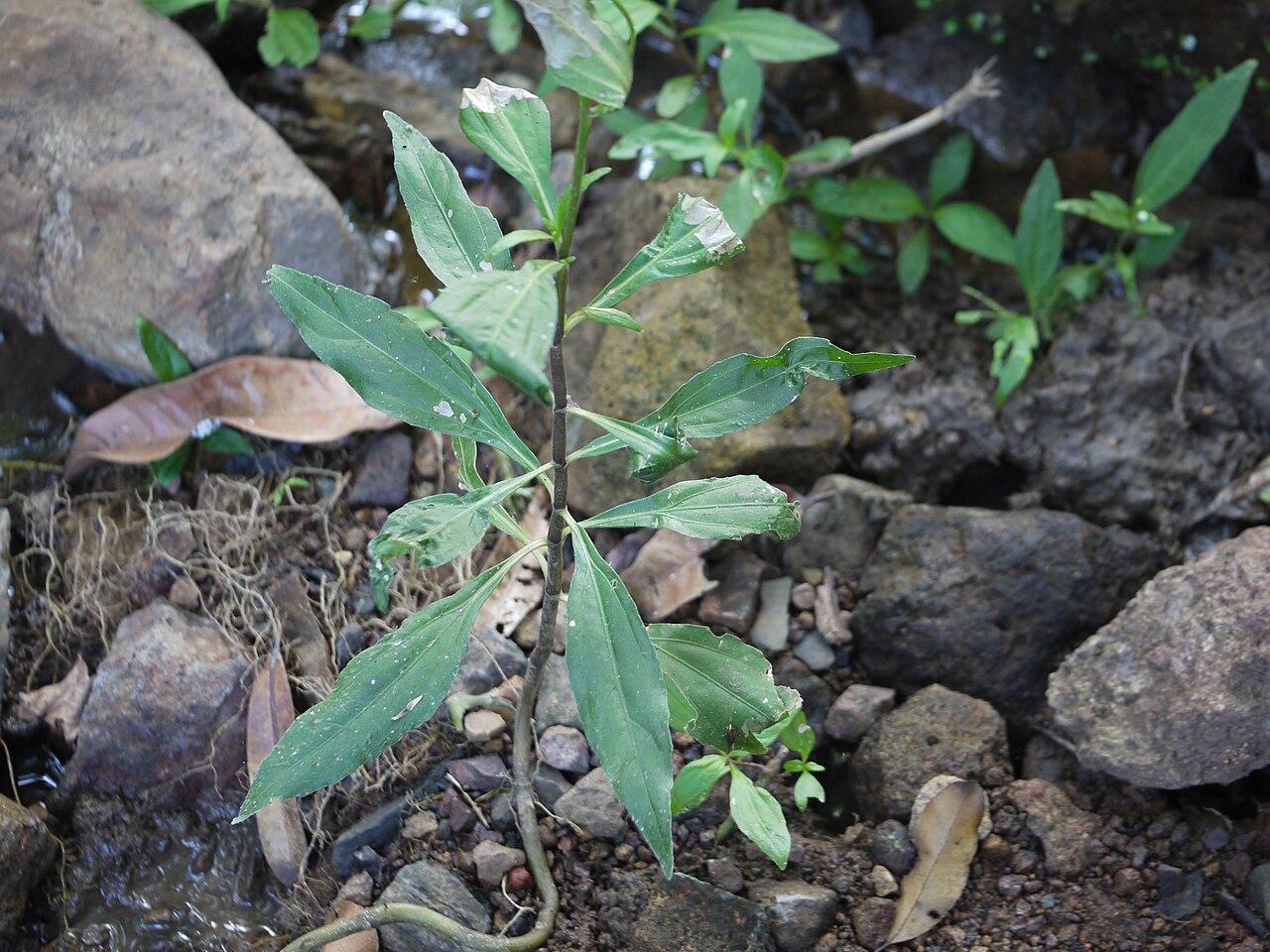 Common medicineplant: Adenostemma lavenia (L.) Kuntze