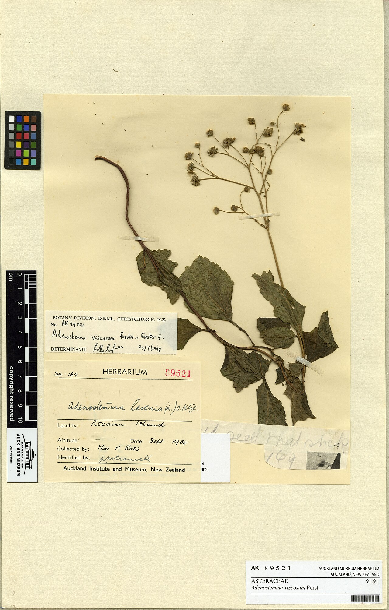 Adenostemma viscosum (Adenostemma viscosum)