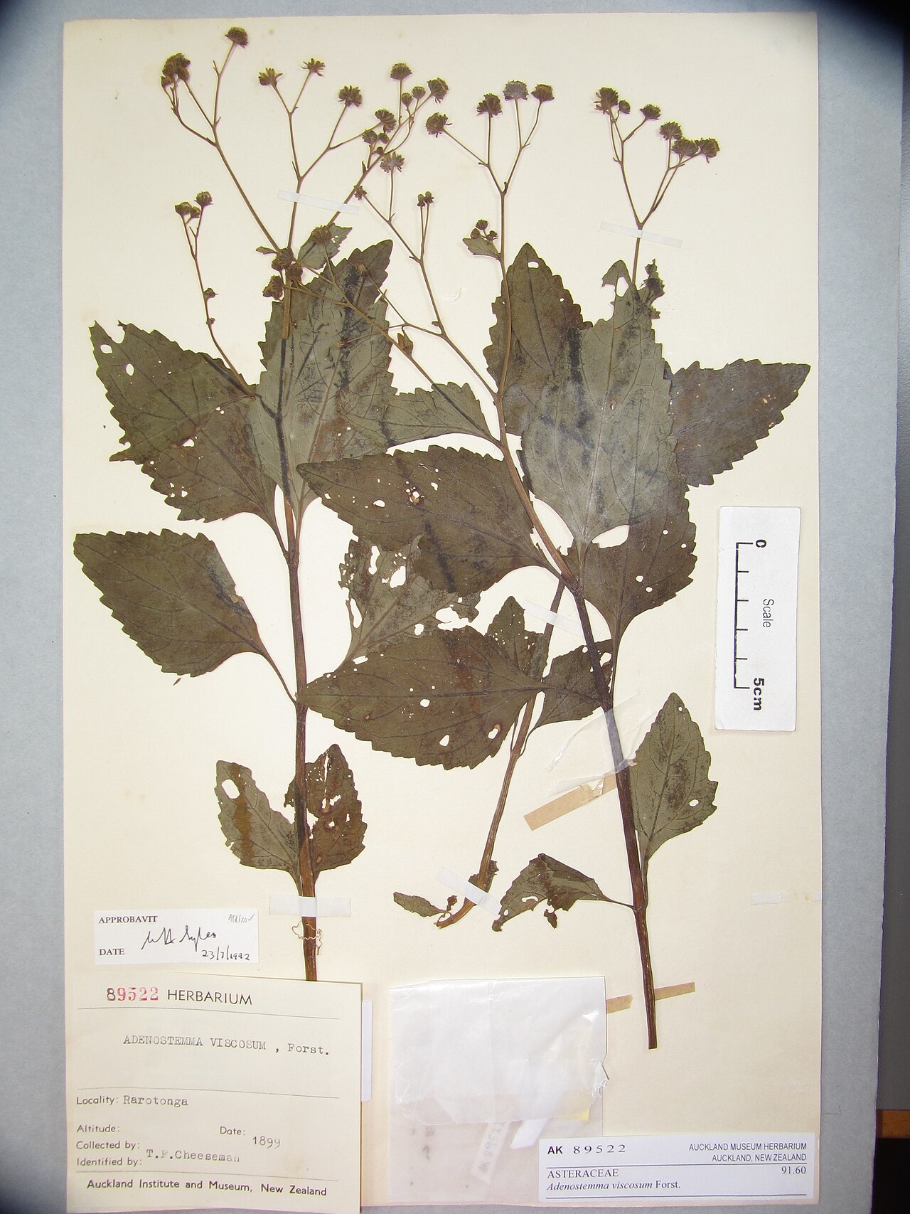 Adenostemma viscosum (Adenostemma viscosum)