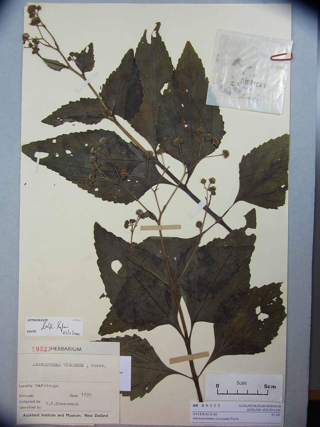 Adenostemma viscosum (Adenostemma viscosum)