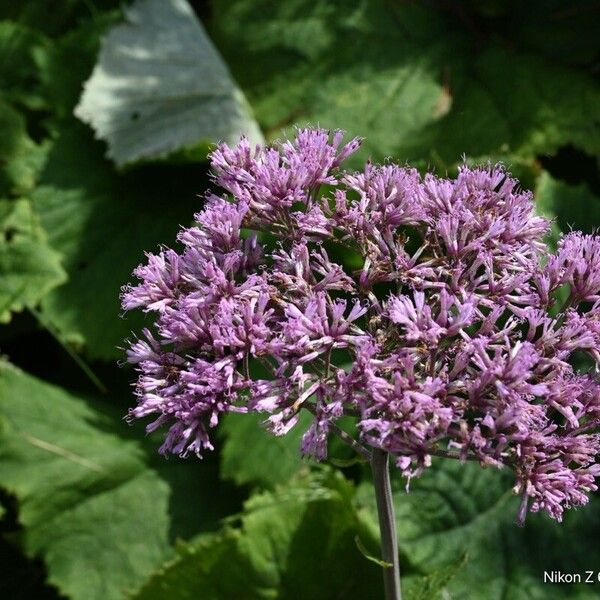 Adenostyles alliariae (Adenostyles alliariae)