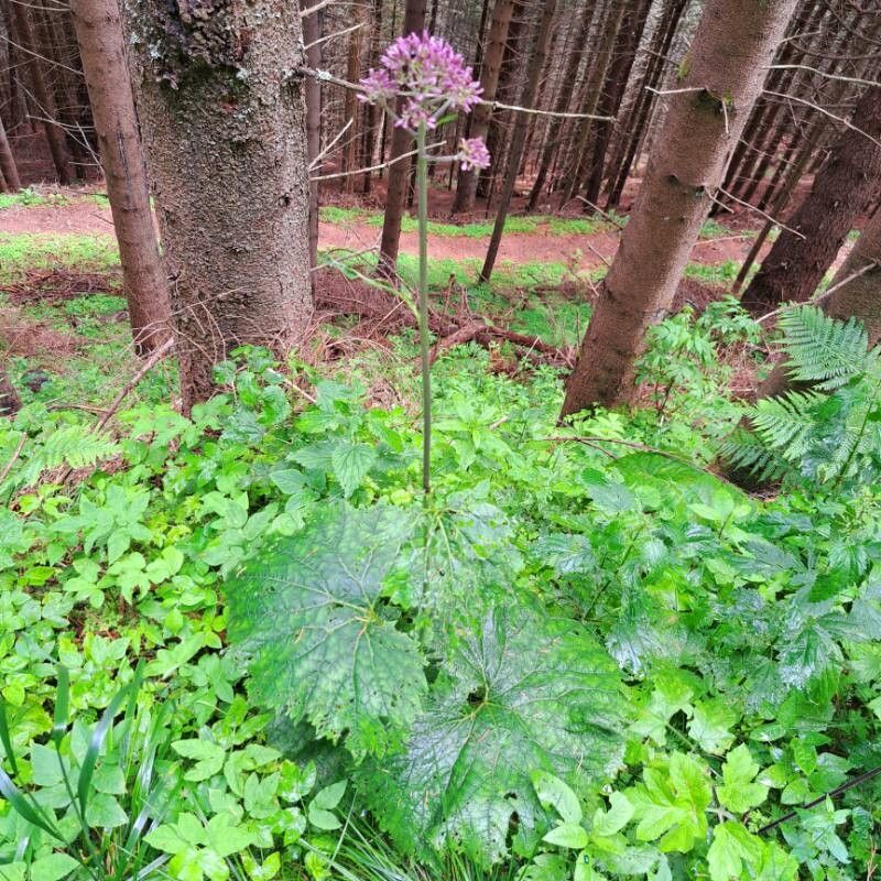 Adenostyles alliariae (Adenostyles alliariae)