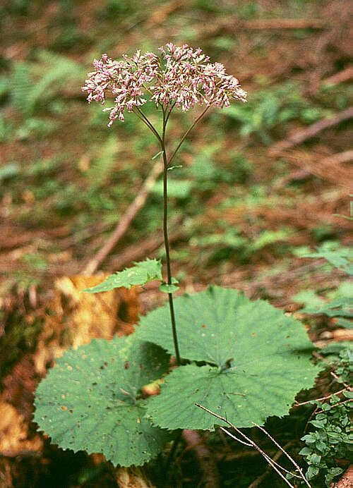 Adenostyles alliariae: Grau-Alpendost ( Adenostyles alliariae ), Korbblütler (Asteraceae) - Österreich/Austria/Autriche: Niederösterreich, Oberes Ybbstal, „Auf den Mösern“ SW Neuhaus