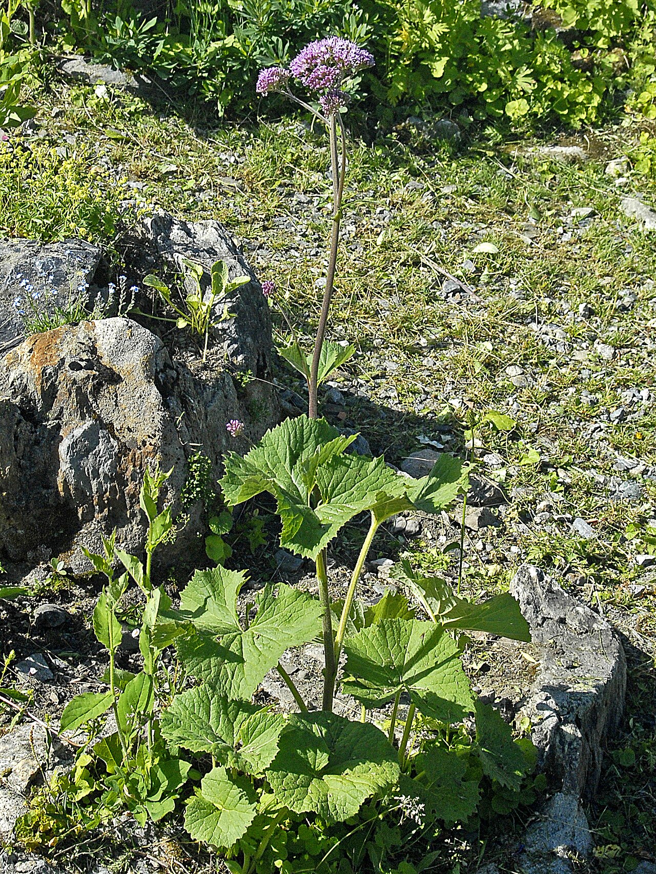 Adenostyles alliariae: Plant of Adenostyles alliariae at the Giardino Botanico Alpino Chanousia