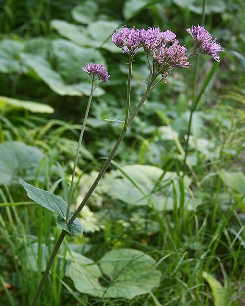 Adenostyles alliariae: Grau-Alpendost ( Adenostyles alliariae ), Korbblütler (Asteraceae) - Österreich/Austria/Autriche: Oberösterreich, Hausruckviertel, ca. 2.2 km S Forsthaus Redlta