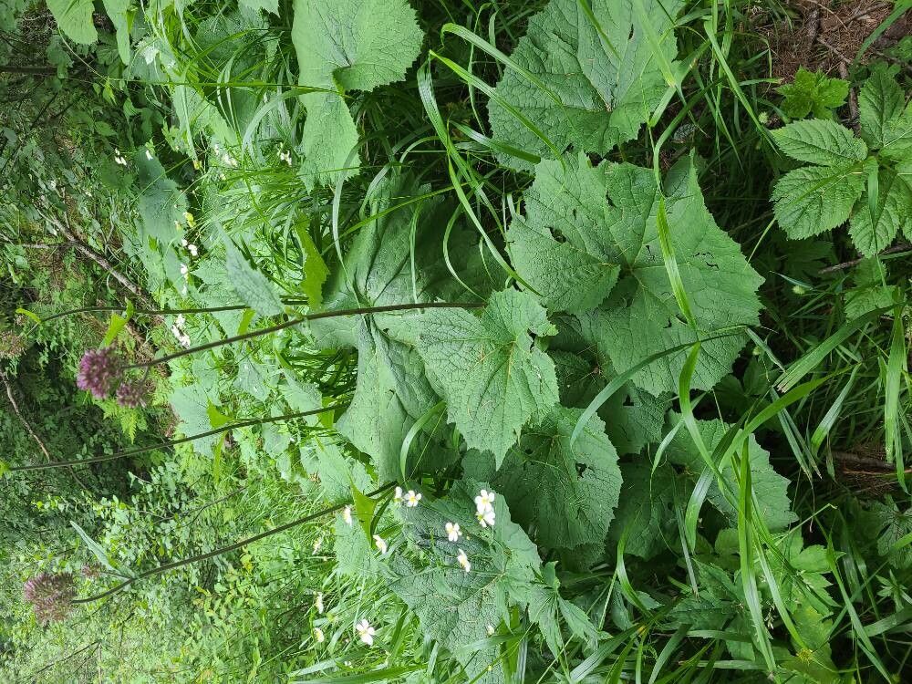 Adenostyles alliariae (Adenostyles alliariae)