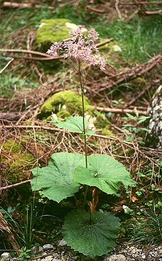 Adenostyles alliariae: Grau-Alpendost ( Adenostyles alliariae ), Korbblütler (Asteraceae) - Österreich/Austria/Autriche: Niederösterreich, Oberes Ybbstal, „Auf den Mösern“ SW Neuhaus