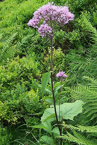 Adenostyles alliariae: Adenostyles alliariae
