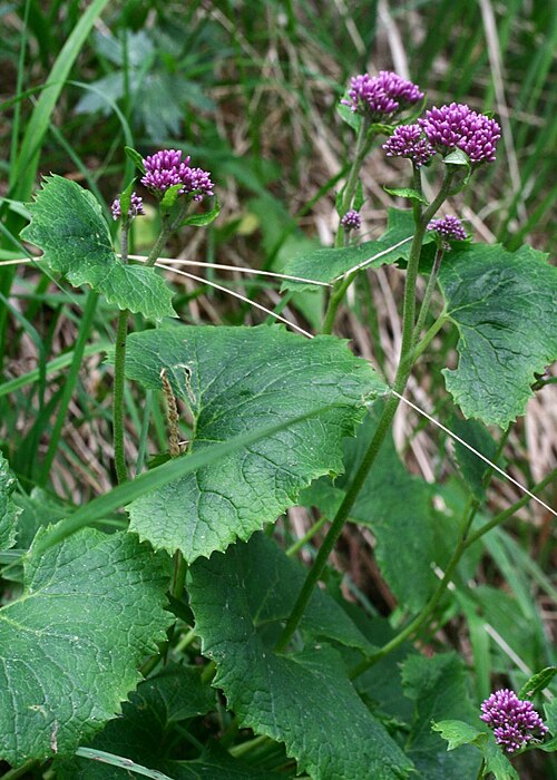 Adenostyles alpina: Adenostyles glabra