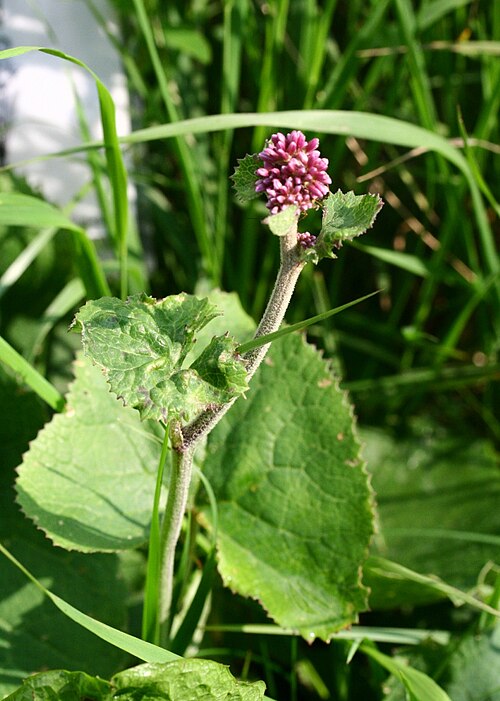 Adenostyles alpina: Adenostyles glabra
